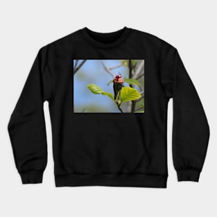 Male Anna's hummingbird Crewneck Sweatshirt